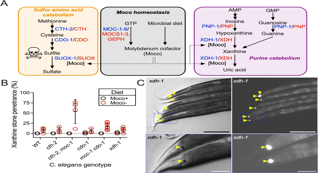 XDH-1 Loss Leads to Kidney Stones, Reversed by SULP-4 Transport