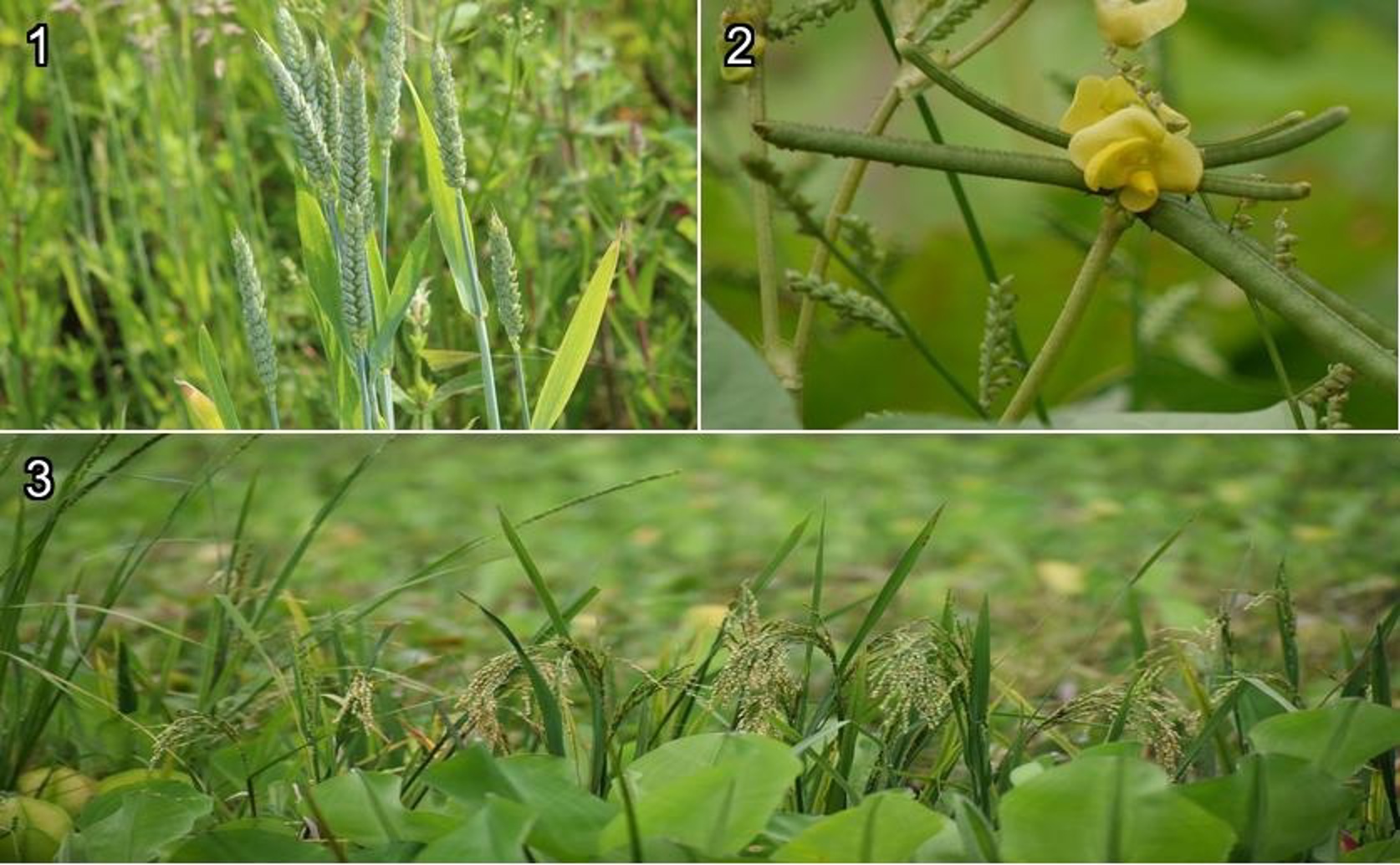 Long-Term Conservation Farming Boosts Soil Phosphorus with Nitrogen