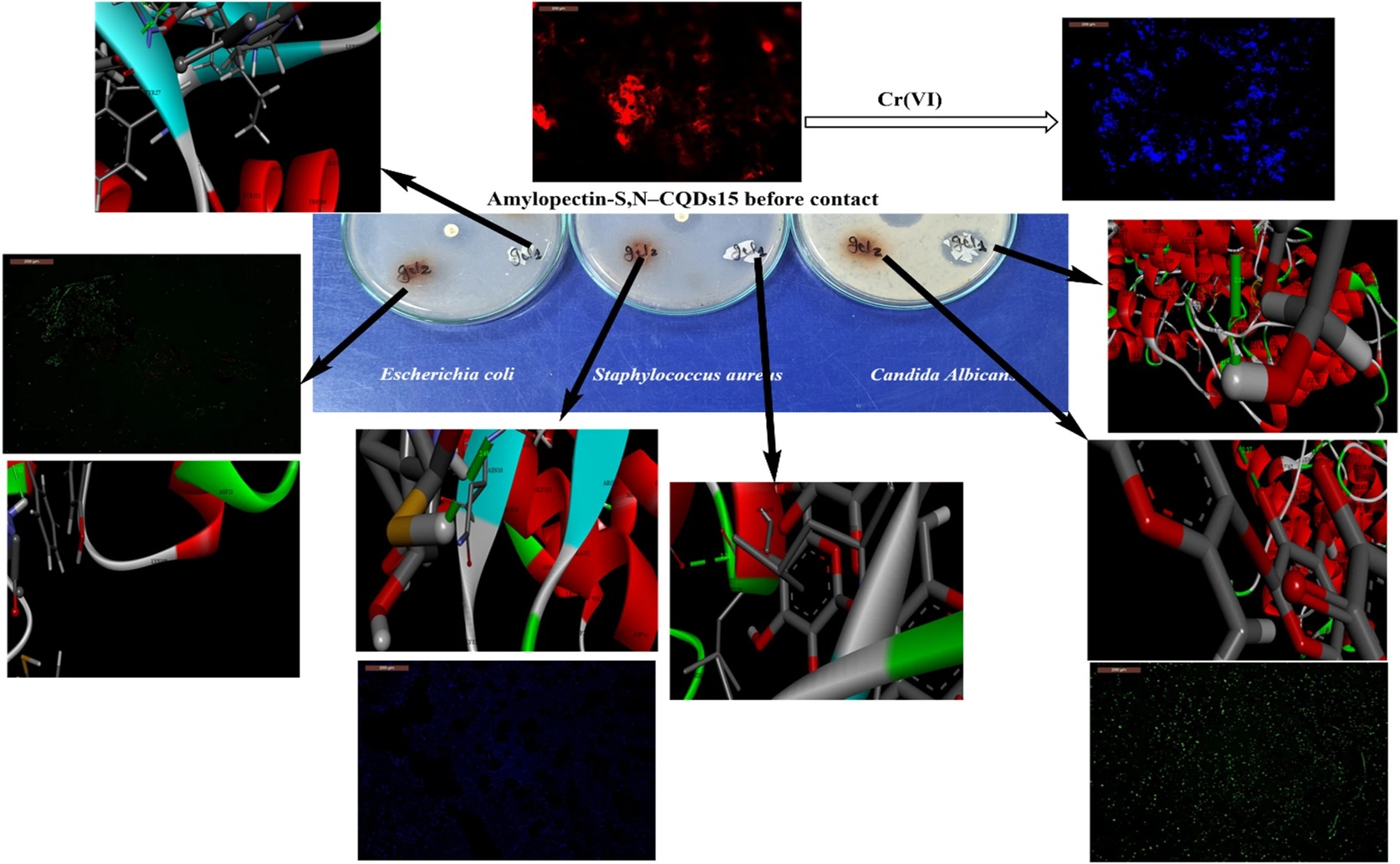Amylopectin Gel Detects Chromium and Tomato Spoilage Using Onion-Derived Dots