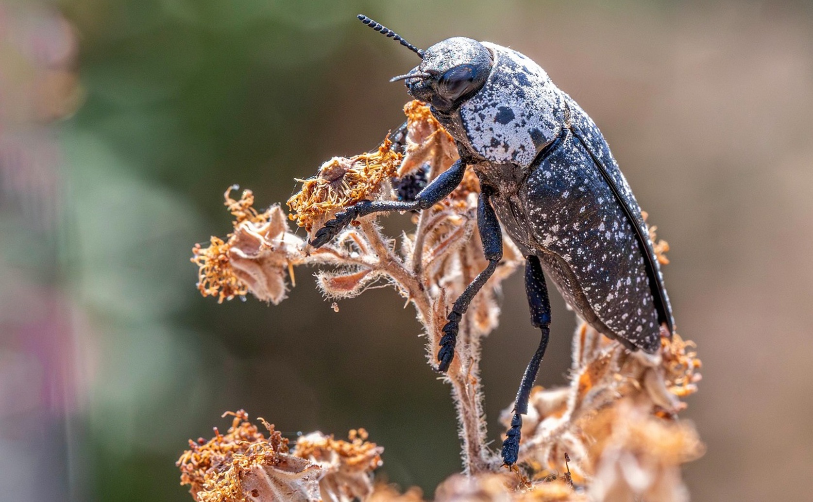 Mixed Crops Boost Beetle Variety More Than Single Crops