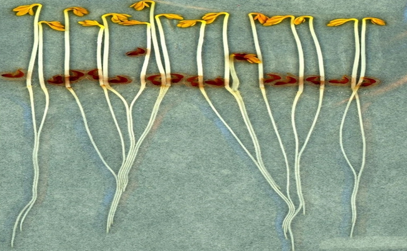 Garden Cress Seeds as a Tool for Environmental Toxicity Testing