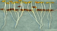 Garden Cress Seeds as a Tool for Environmental Toxicity Testing