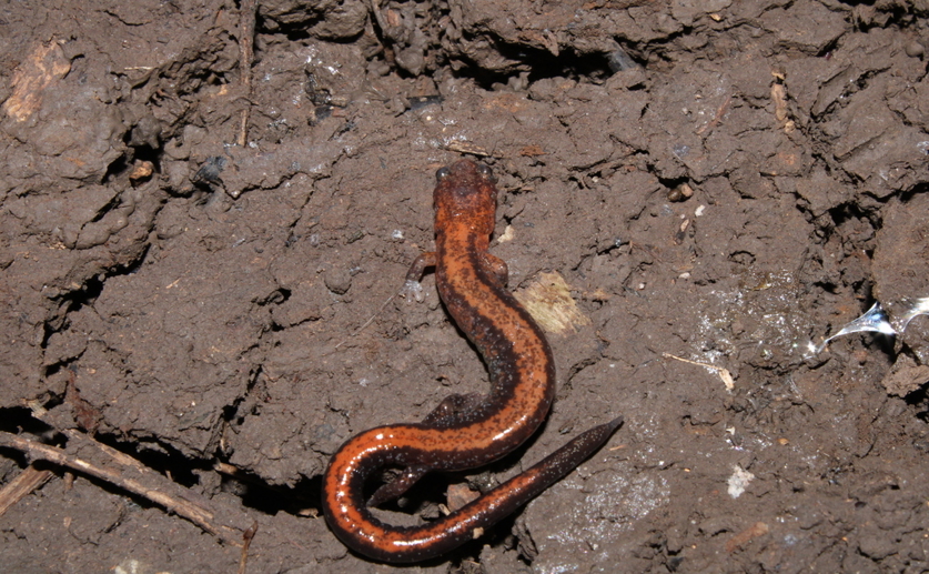 Combining fieldwork and community science to study salamander colour and social life