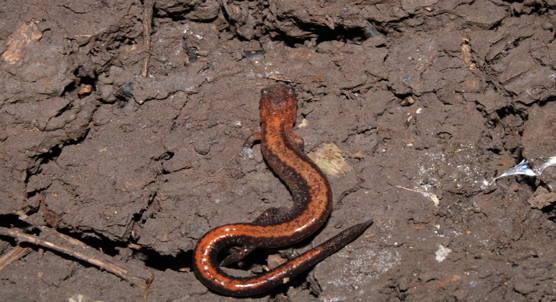 Combining fieldwork and community science to study salamander colour and social life