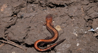 Combining fieldwork and community science to study salamander colour and social life