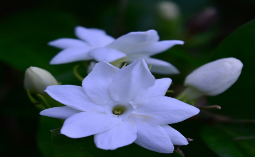 Effects of Arabian jasmine on zebrafish may offer key insights into anxiety