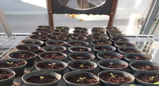 Iron Oxide and Silver Nanoparticles Fight Bacterial Wilt Disease