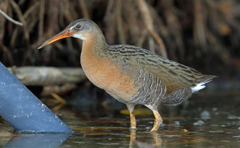 How farm runoff poisons the food web of an endangered bird species