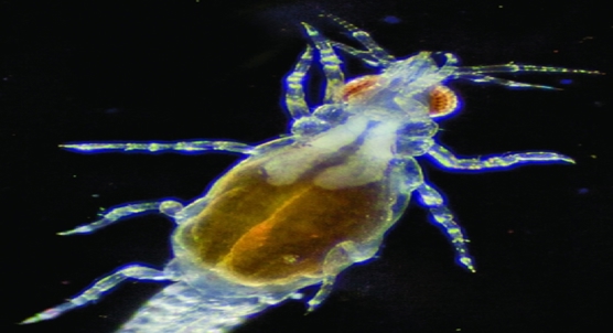How marine parasites and coral larvae navigate using chemical cues
