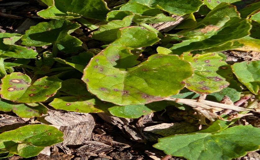 Researchers identify Gotu kola compounds with antibacterial properties
