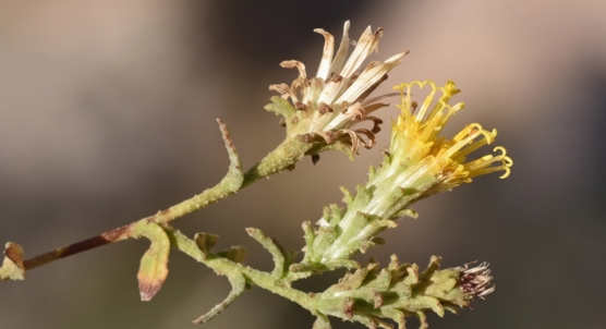 Chiliadenus montanus extracts may hold promise for lung cancer treatment
