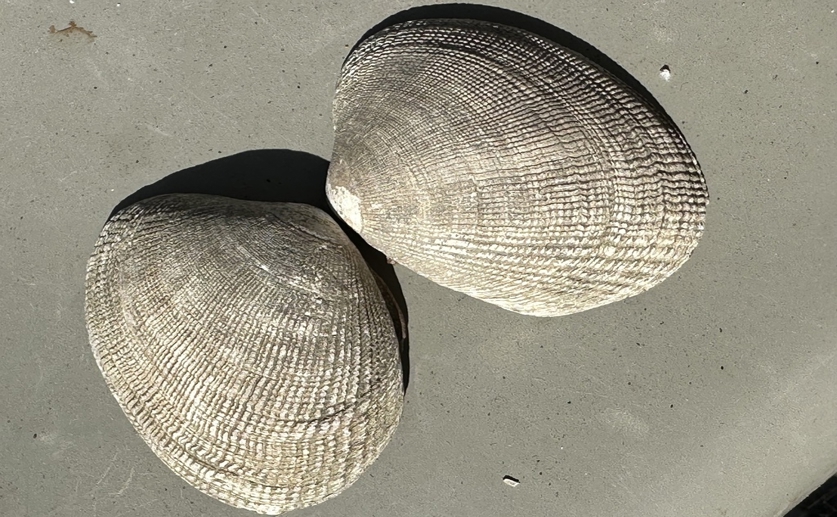 Lanthanum exposure alters chemical processes in Manila clams