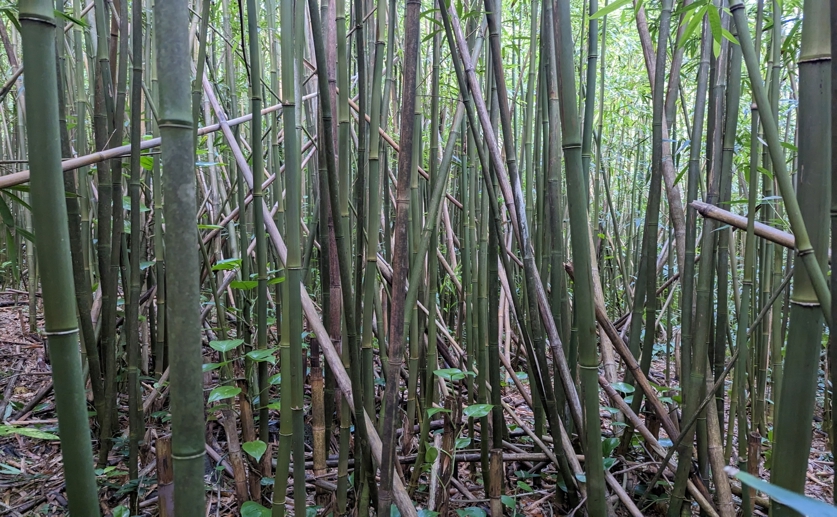 Bamboo Extract Boosts Bone Growth Through Key Signaling Pathways