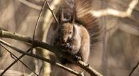 Trading Exotic Squirrels: Legality and Disease Risks