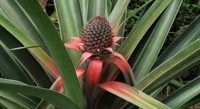 Discovering the Cause of Pineapple Leaf Spot Disease