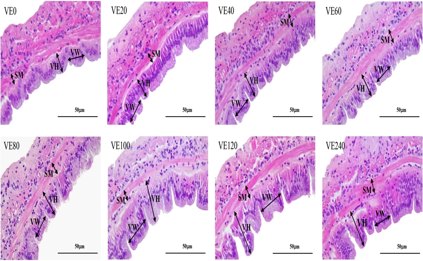 Vitamin E boosts shrimp growth, immunity, and gut health