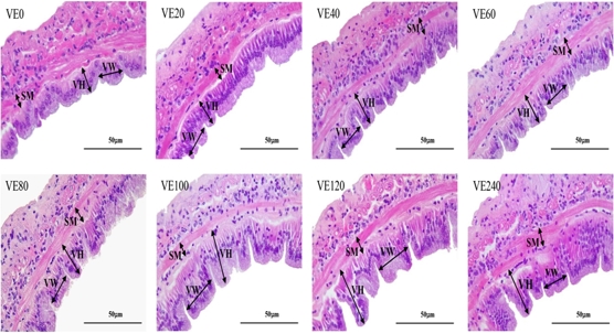 Vitamin E boosts shrimp growth, immunity, and gut health