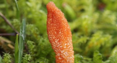 Traits of Single Mating-Type Cordyceps Fungi