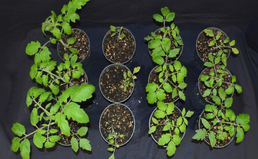 Two Tomato Enzymes Differ in Their Role in Plant Defense
