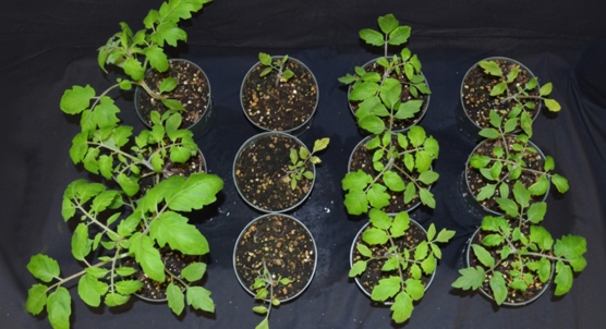 Two Tomato Enzymes Differ in Their Role in Plant Defense