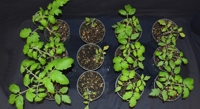Two Tomato Enzymes Differ in Their Role in Plant Defense