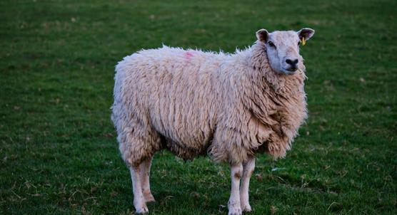 Adding Chia and Pumpkin Seeds to Sheep Dairy Diets