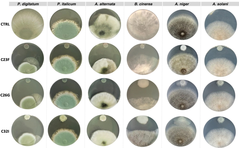 Skin bacteria from amphibians can fight plant diseases and reduce spoilage
