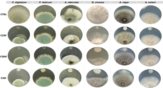 Skin bacteria from amphibians can fight plant diseases and reduce spoilage