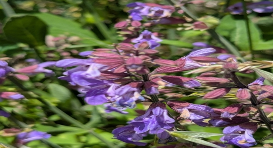 Sage extract shows promise against infection and inflammation in lab studies