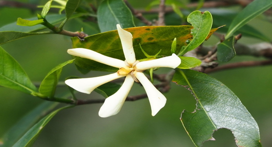 Gardenia fruit extract shows promise in treating advanced fatty liver disease