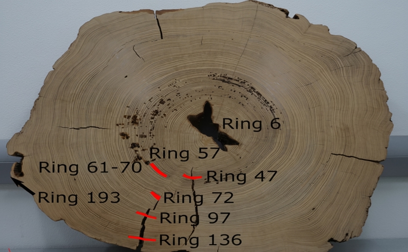 Age and source of a large ancient wooden structure from the Mitchell site