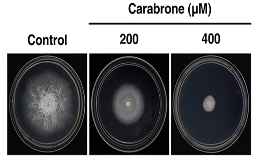 Carabrone slows growth of a wheat pathogen by disrupting energy production