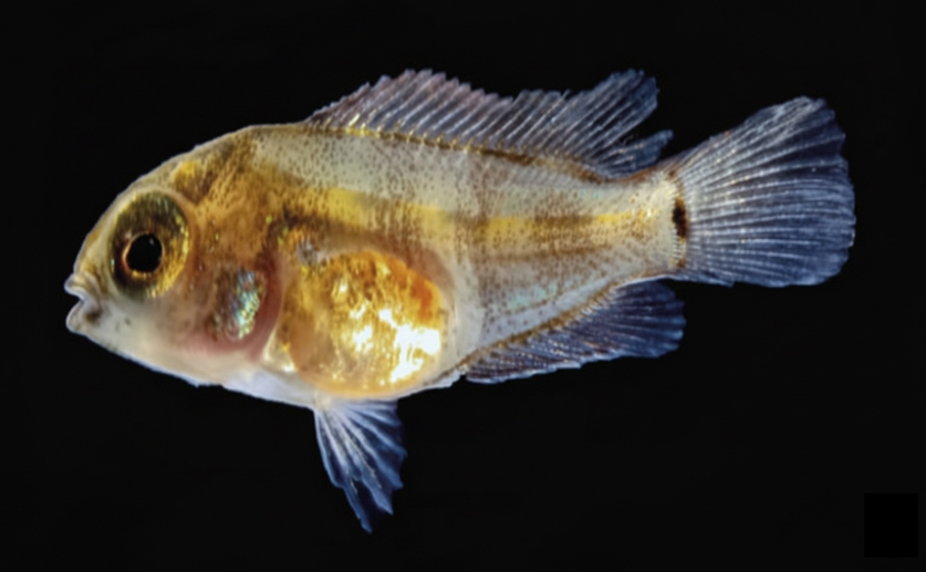 Early life stages of the Blue-Eye Cichlid offer clues to fish development