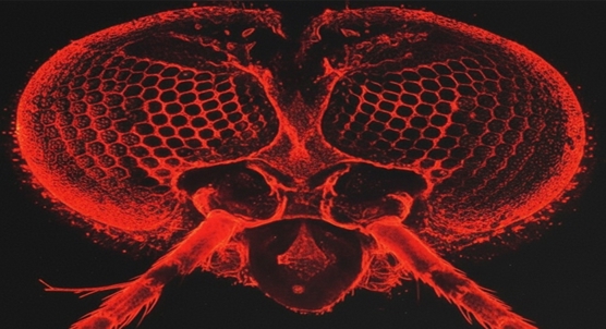 Protein in mosquito antennae detects insecticide, triggering defense response