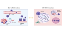 Exploring Cancer Complexity: 3D Models Offer New Insights