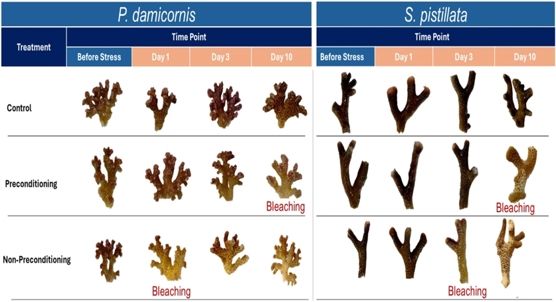 How heat preparation affects coral health: a detailed biomarker study
