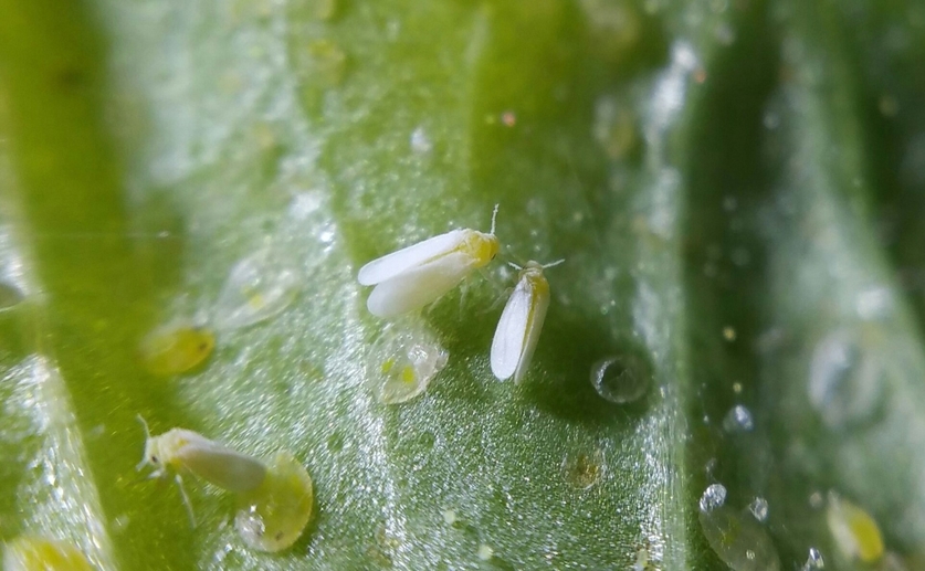 How nearby beneficial plants change how whiteflies feed on tomatoes