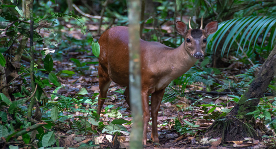 How deer responsiveness affects training success