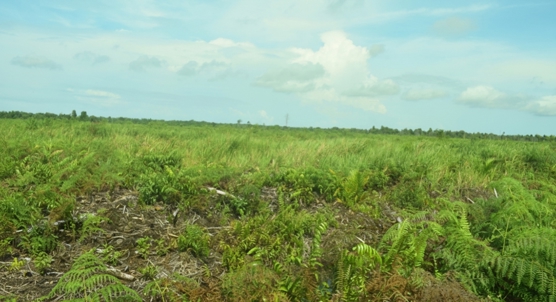 How draining peatlands impacts plant and animal life