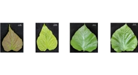 Unlocking the Secrets of Purple Leaf Colors in Mulberry Plants