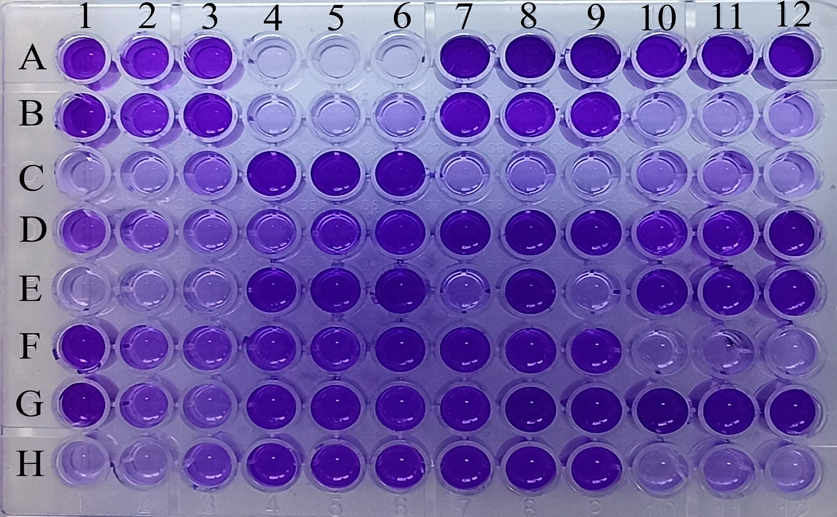 Viruses effectively target and disrupt bacterial biofilms in wound infections