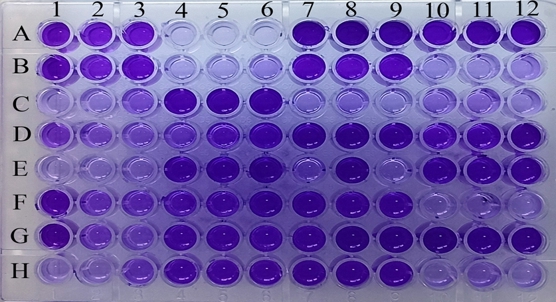 Viruses effectively target and disrupt bacterial biofilms in wound infections