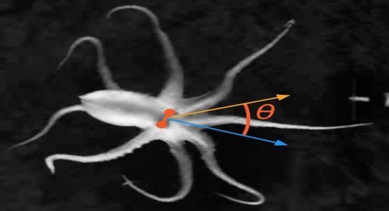 Octopus use smell to locate prey