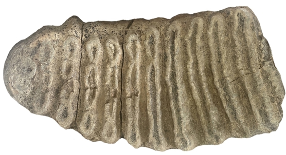 Ancient elephant butchery site reveals how early humans processed meat