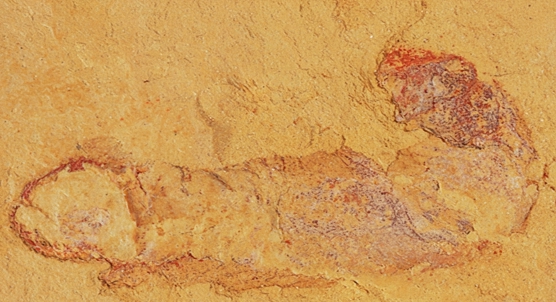 Early fossil finds suggest ancient worms lived in burrows