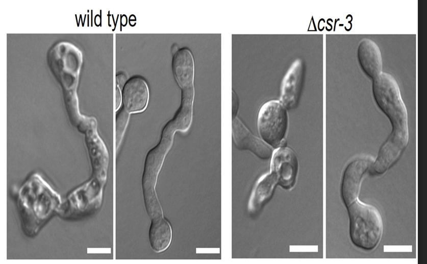 Fungal protein helps cells merge, maintaining stability during growth