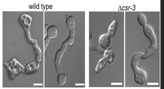 Fungal protein helps cells merge, maintaining stability during growth