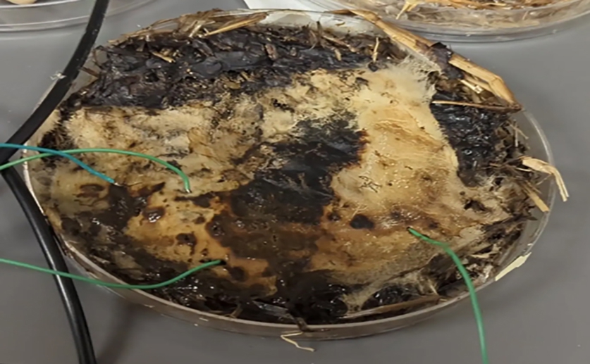 Shiitake mushrooms could lead to new, eco-friendly electronic components
