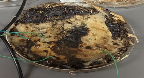 Shiitake mushrooms could lead to new, eco-friendly electronic components