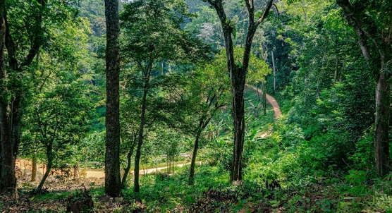 Being in Nature Boosts Your Mental Focus